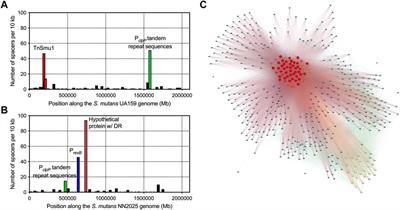 Investigating CRISPR spacer targets and their impact on genomic diversification of Streptococcus mutans